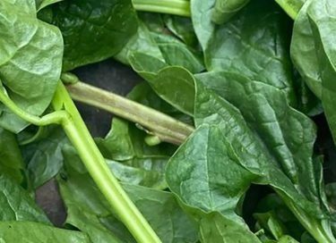 Discover the Nutritional Powerhouse: Malabar Spinach – The Tasty and Healthy Green!